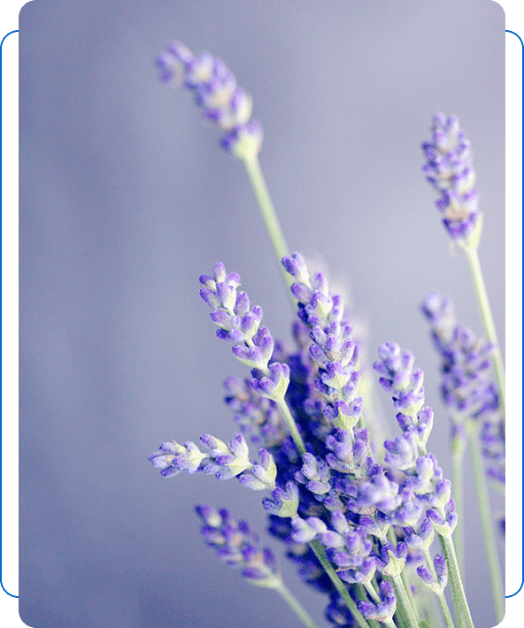 Close-up of a Lavender With Fuzzy Background